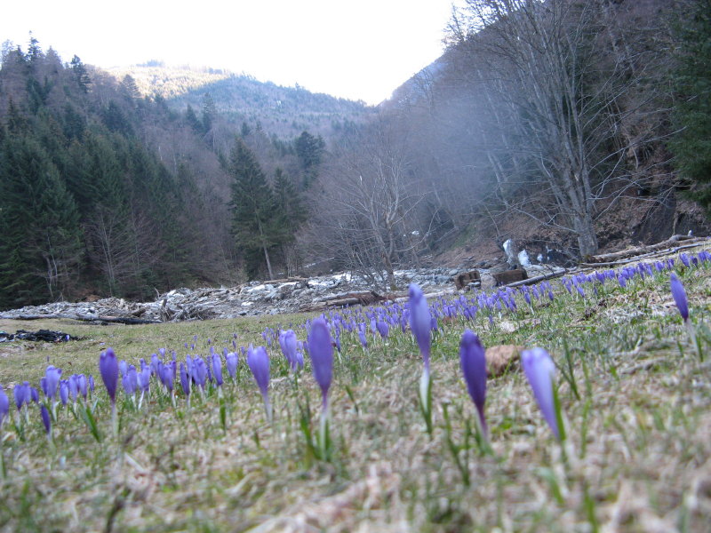 Sambata-Tal, März 2008, Rumänien